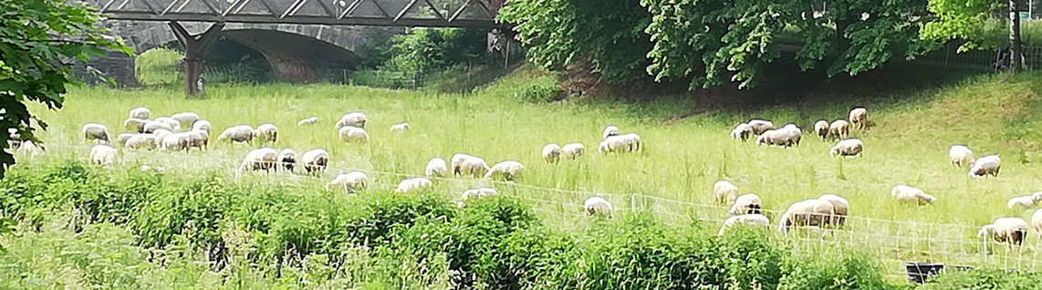Linen sheep in Göttingen. These animals graze the meadows on a leash. The Leine flows through the university town of Göttingen. The animals graze on the edges of the water in an environmentally friendly and nature-friendly manner.