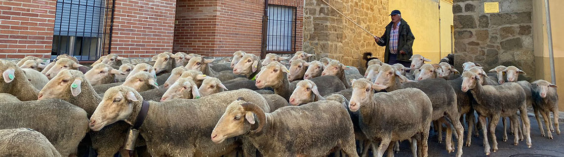 Transhumming herd crossing the city of Mayorga (Valladolid)