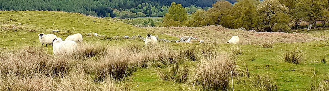 Sheep in landscape