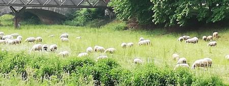 Linen sheep in Göttingen. These animals graze the meadows on a leash. The Leine flows through the university town of Göttingen. The animals graze on the edges of the water in an environmentally friendly and nature-friendly manner.