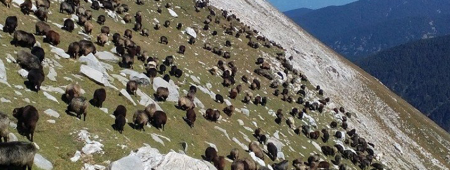 Sumary for diagnosis of Sheepbreeding in Bulgaria