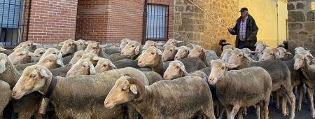 Transhumming herd crossing the city of Mayorga (Valladolid)