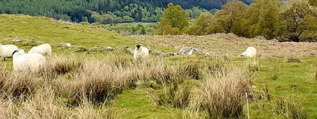 Sheep in landscape